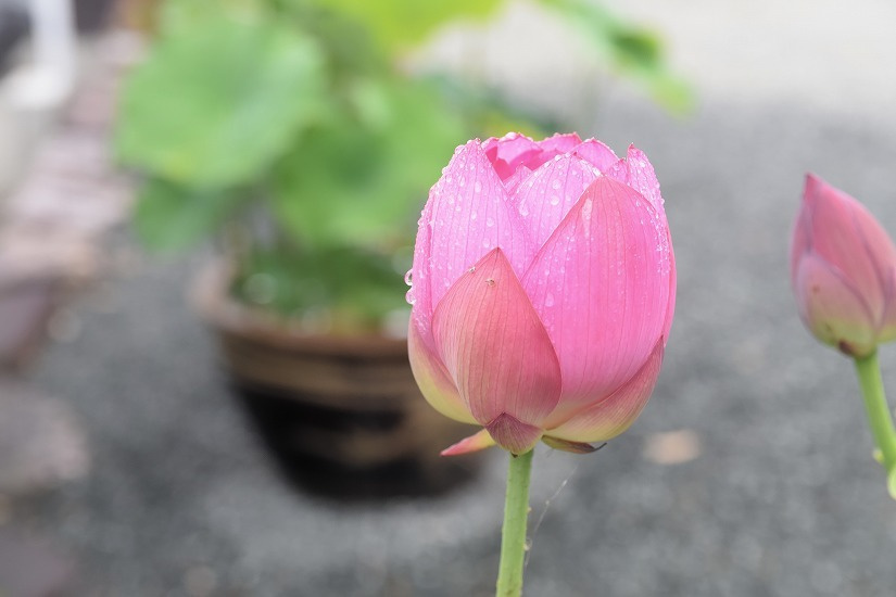 dsc_0672_dxo.jpg